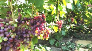 Чем обработать виноград летом во время созревания ягод.Один из лучших фунгицидов от оидиума.
