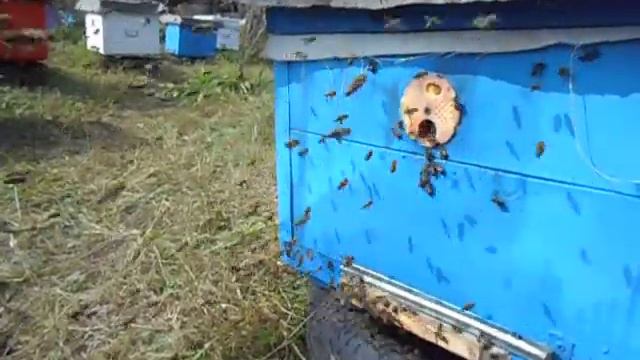 Осенний облет 2014 смотреть онлайн