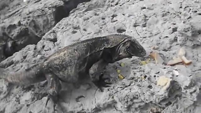 Кормление игуаны / Feeding the iguana смотреть онлайн