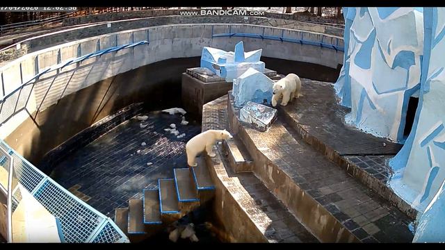 В большой мячик поиграл, теперь в маленький поиграю 17.04.2020 смотреть онлайн