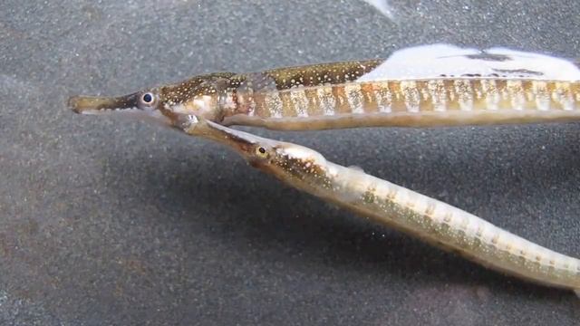 рыба игла Syngnathus выбросило земснарядом и подморозило в Каме смотреть онлайн