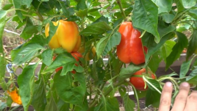 ПОЛНАЯ, ДОПОЛНЕНАЯ, ТЕХНОЛОГИЯ ВЫРАЩИВАНИЯ БОЛГАРСКОГО ПЕРЦА / ОТ СЕМЕЧЕКИ ДО УРОЖАЯ смотреть онлайн