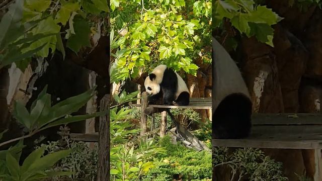 #shorts PANDA символ Zoo. Зоопарк во Франции. смотреть онлайн