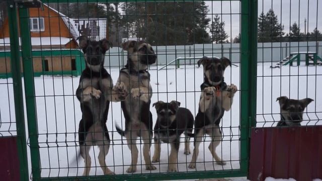 Щенки ВЕО на продажу! смотреть онлайн