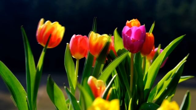 Mальчиком, бегущим резво я предстала вам. Марина Цветаева Слушаем стихи о любви смотреть онлайн