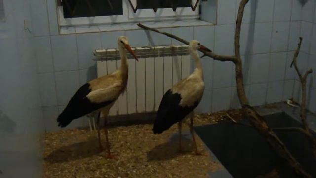 На зимовке смотреть онлайн