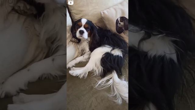 Кавалер Кинг Чарльз спаниель #кавалеркингчарльзспаниель #лучшаяпородасобак #виделивидео #собакадруг