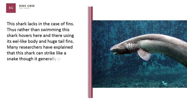 Frilled Shark Facts For Kids – An Interesting And Fascinating Shark