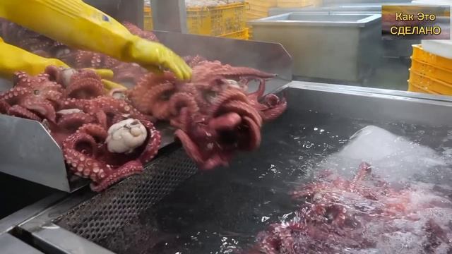 Тонны пропареннного Осьминога. Массовое производство осьминогов на Корейской фабрике.