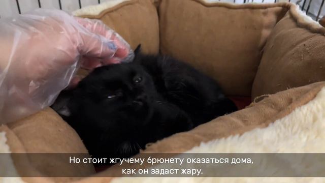 КЕМЕР смотреть онлайн