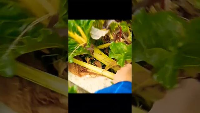 Мангольд или листовая свекла. смотреть онлайн