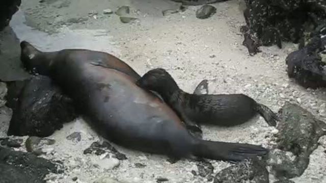 морские львы на галапагосах. смотреть онлайн