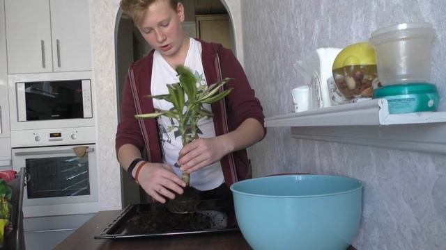 Драцена: Пересадка, Полив, Уход, Месторасположение. смотреть онлайн