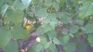 Когда собирать физалис Моё мнение про вкусовые качества физалиса. Collection of physali