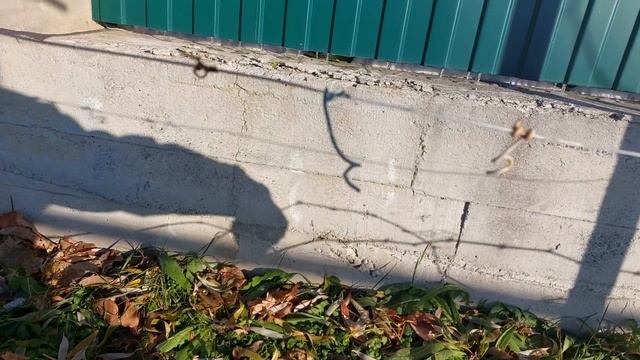 28.10.2023 Обрезаю и укрываю виноград. смотреть онлайн