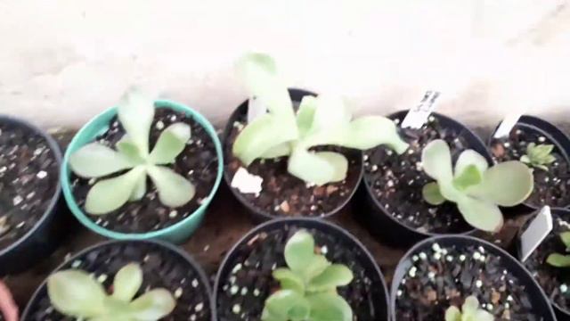 Comprinhas e troquinhas! смотреть онлайн