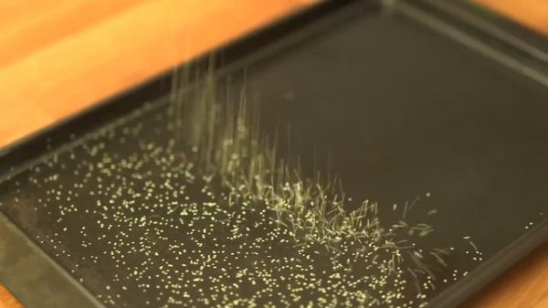 Focaccia with pesto and vine tomatoes recipe