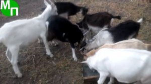 Разведение коз на мясо