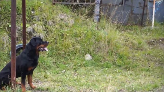 Mondioring-1, Rottweiller Kais