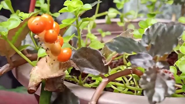 how to propagate Alocasia zebrina from seeds- vlog13 смотреть онлайн