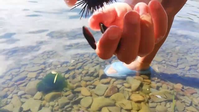 КТО ОБИТАЕТ на дне МОРСКОМ - рассказ Данилы про иглокожих тварей