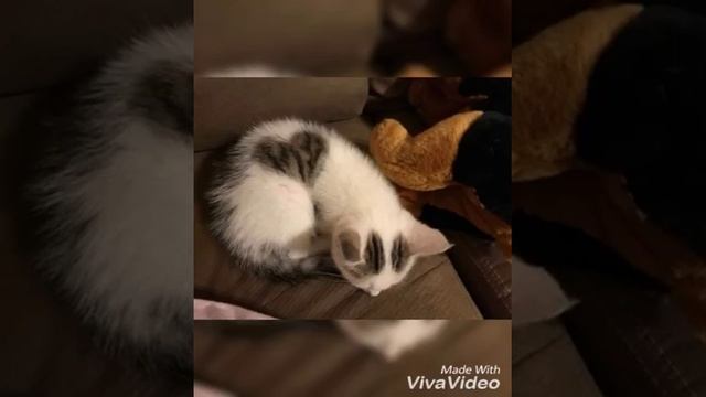 Что вытворяет Матушка Природа ???? Необычные окрасы котов~ смотреть онлайн