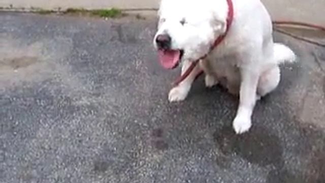Smilin смотреть онлайн
