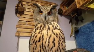 Ты хочешь от совы мимими, а она тебе УГУ!