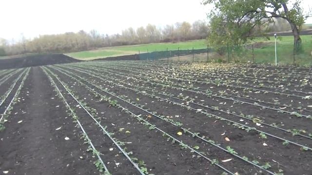 Клубника сорт Клери и Джоли.