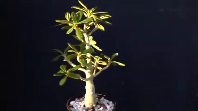 Dorstenia Gigas смотреть онлайн