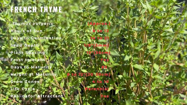 French Thyme Finally Revealed! (Thymus vulgaris) "thym français"🌿🌱🪴 смотреть онлайн