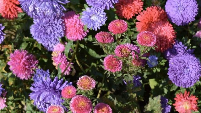 Окружающий мир 2 класс ч.1, тема урока "Дикорастущие и культурные растения", с.68-71, Школа России смотреть онлайн