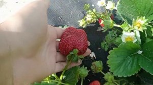 Обзор клубники сорта Мурано и Альбион. Урожайность.