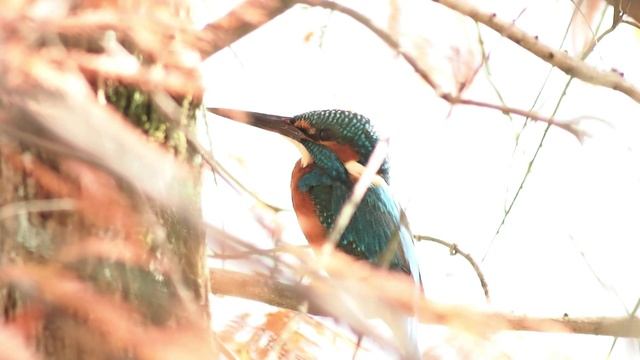 カワセミ / Common Kingfisher OLYMPUS PEN mini E-PM2 смотреть онлайн