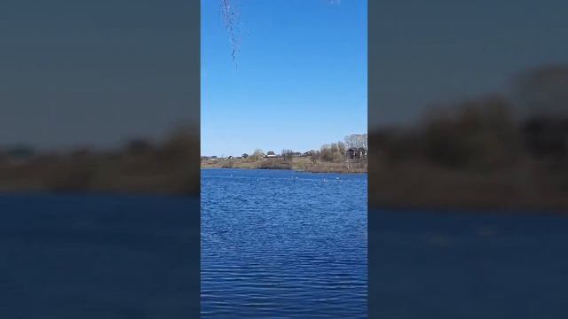 Злой ЛЕБЕДЬ!!! Атака лебедя! смотреть онлайн