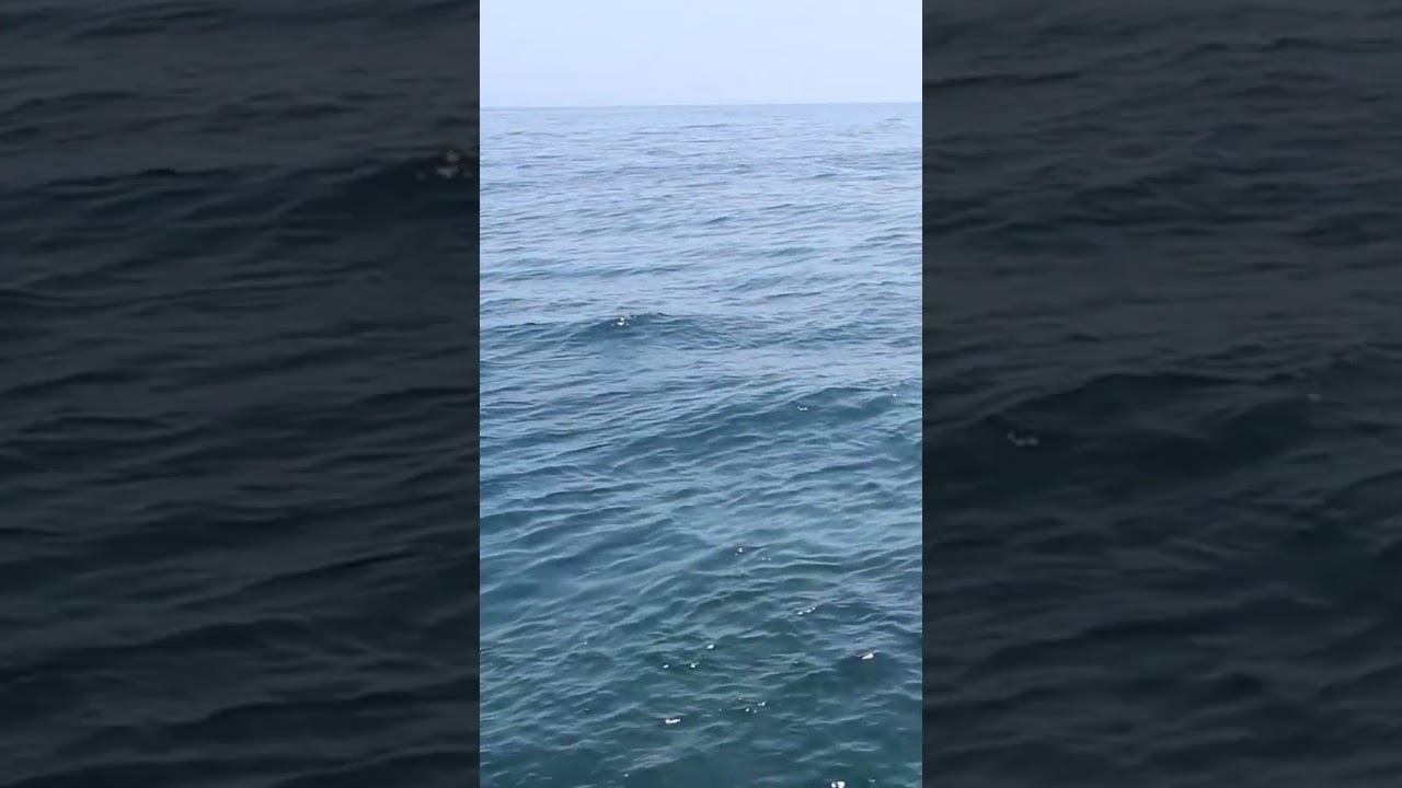 Calm Sea and Sound of Surf смотреть онлайн