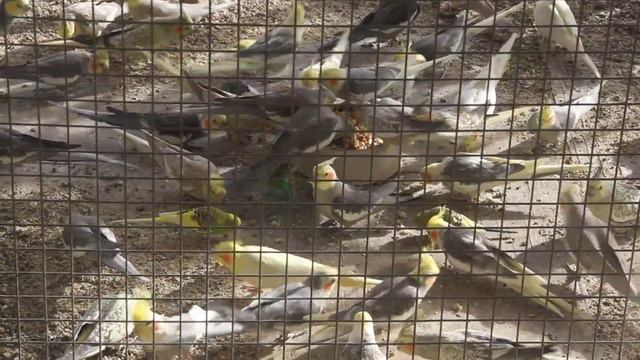 Flock of Cockatiels enjoying Sprouts and Pulses смотреть онлайн