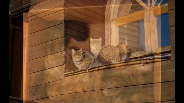 Адаптация кошки на даче смотреть онлайн