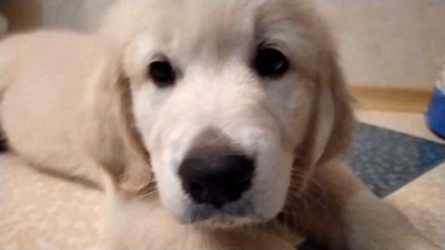 Сэмка Золотистый ретривер Golden retriver смотреть онлайн