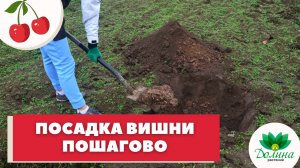 ? Как посадить вишню – пошаговая инструкция для начинающих садоводов ??