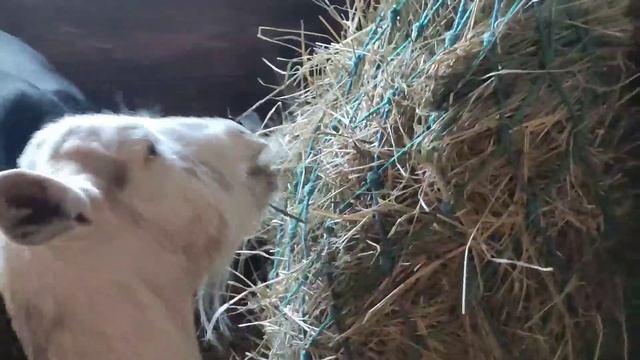 Что будет с вашими анализами ,если пить КОЗЬЕ молоко каждый день!#рекомендации #козы #здоровье смотреть онлайн