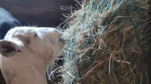 Что будет с вашими анализами ,если пить КОЗЬЕ молоко каждый день!#рекомендации #козы  #здоровье