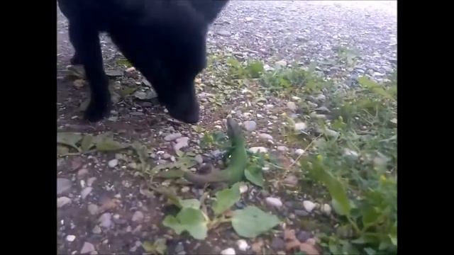 Когда достанут ящерицу ..... смотреть онлайн