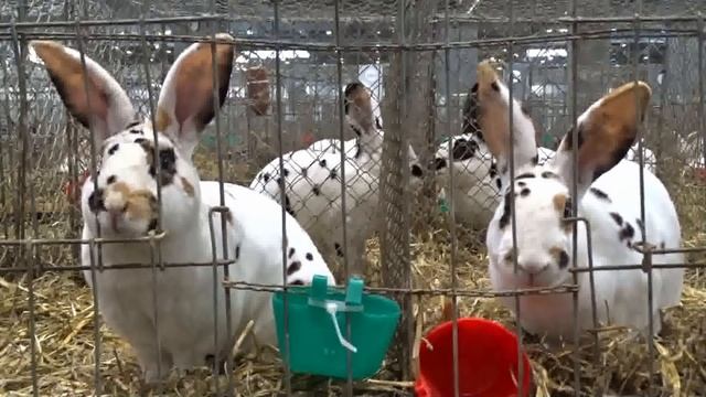 Все окрасы кроликов Рекс на выставке в Лейпциге смотреть онлайн