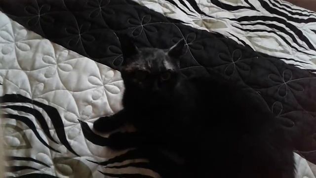 Кот стесняется камеры смотреть онлайн