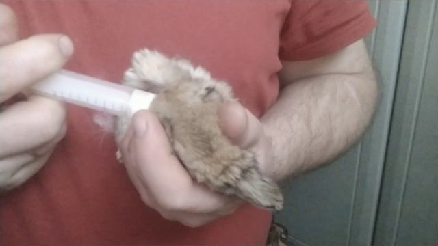 Искусственное вскармливание крольчат. Первый опыт.. смотреть онлайн