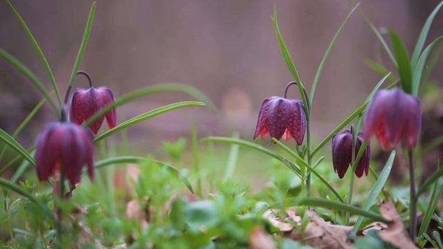 Fritillaria meleagris смотреть онлайн