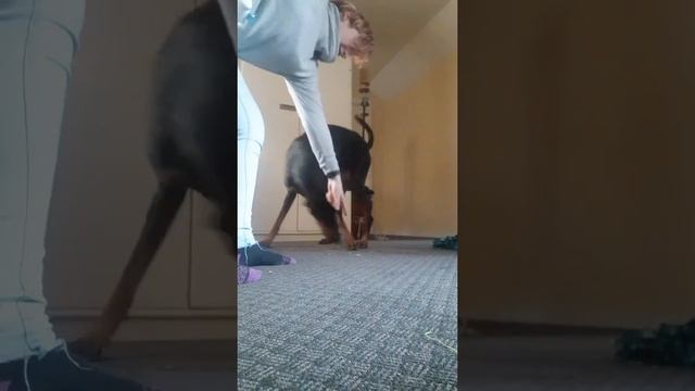 'Get Em' Game Nose On Ground