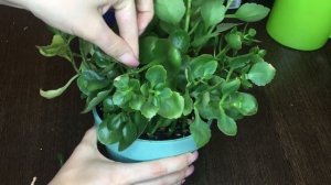 Обрезка каланхоэ, формирование кроны