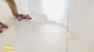 Monkey Pupu peed on the floor, afraid of mom's punishment and anger